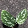 Scindapsus Tricolour Dark form (Clone 1)