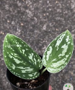 Scindapsus Tricolour Dark form (Clone 1)