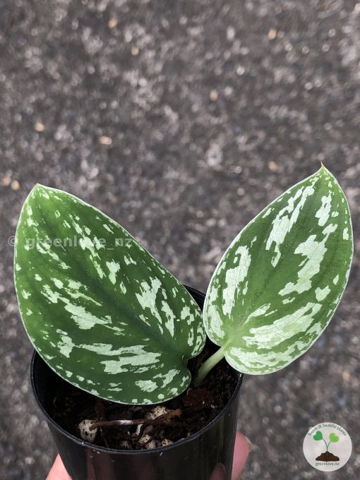 Scindapsus Tricolour Dark form (Clone 1)