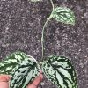 Scindapsus Tricolour Dark form (Clone 1)