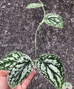 Scindapsus Tricolour Dark form (Clone 1)