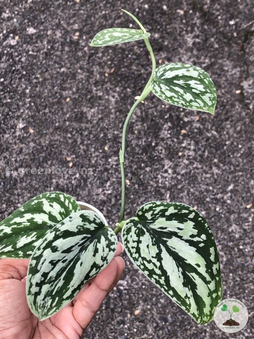 Scindapsus Tricolour Dark form (Clone 1)