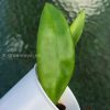 Rare Hoya Plicata