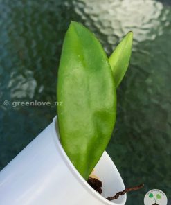Rare Hoya Plicata