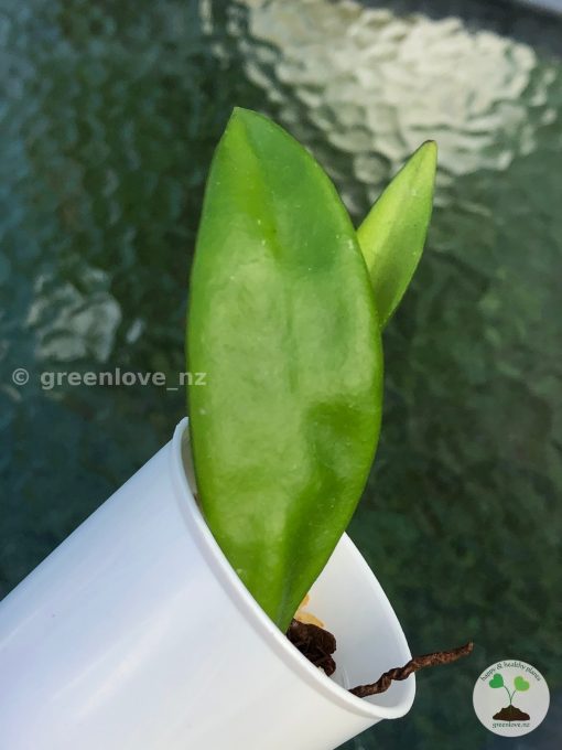 Rare Hoya Plicata