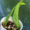 Rare Hoya Plicata