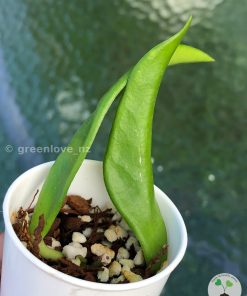 Rare Hoya Plicata