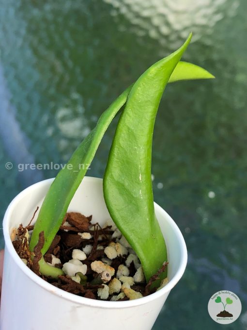 Rare Hoya Plicata