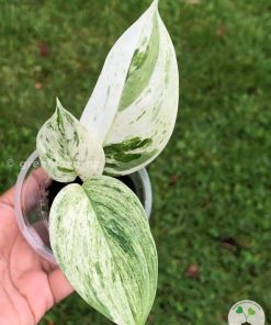 Scindapsus sp salaka Blue albo marble variegated - B