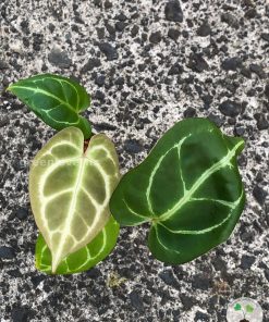 Anthurium Crystallinum X Forgetii