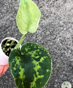 Highly Rare Scindapsus 'Macan'