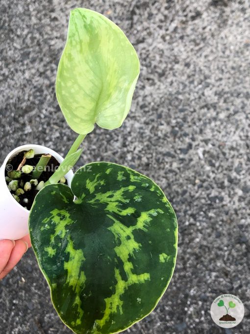 Highly Rare Scindapsus 'Macan'