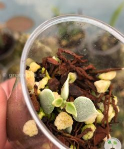 Dischidia ruscifolia variegated