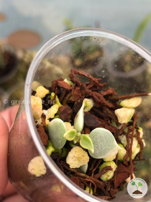 Dischidia ruscifolia variegated