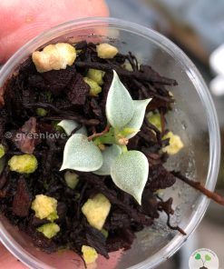 Dischidia ruscifolia variegated