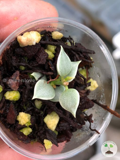 Dischidia ruscifolia variegated