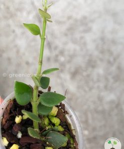 Hoya chinghungensis