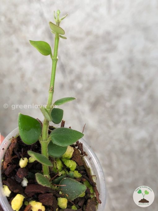 Hoya chinghungensis