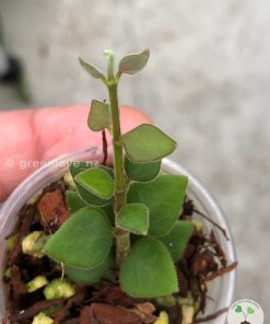 Hoya chinghungensis