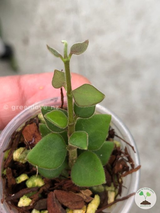 Hoya chinghungensis