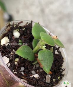 Hoya chinghungensis