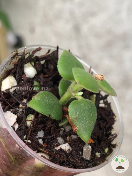 Hoya chinghungensis