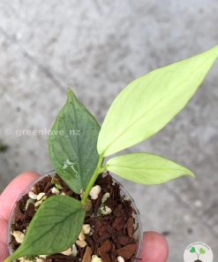 Hoya fishtail full silver