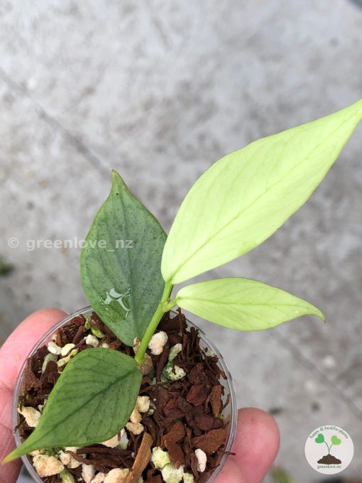 Hoya fishtail full silver