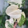 Rare Philodendron Gloriosum variegata