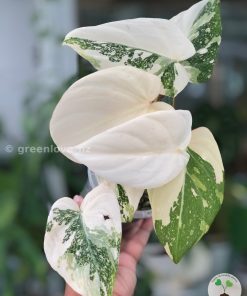 Rare Philodendron Gloriosum variegata