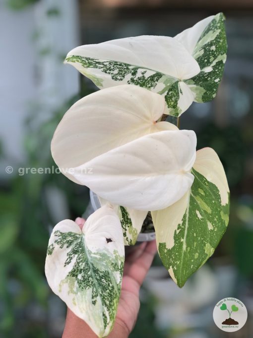 Rare Philodendron Gloriosum variegata