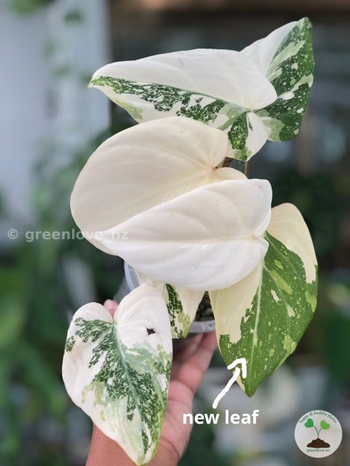 Rare Philodendron Gloriosum variegata