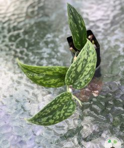 Rare Scindapsus Green Army (narrow)