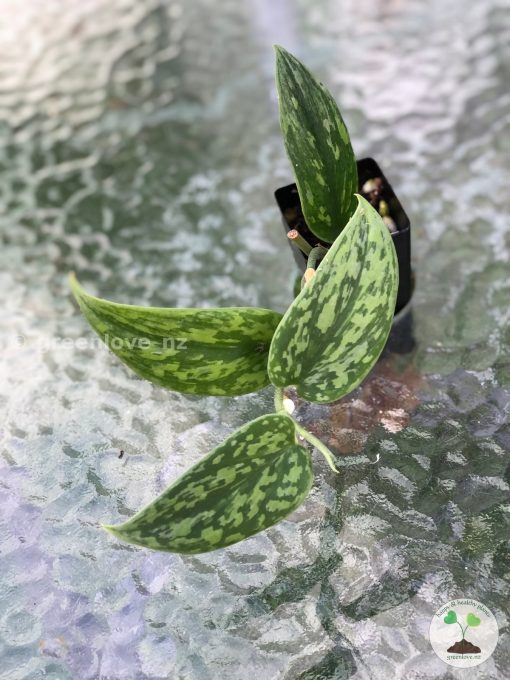 Rare Scindapsus Green Army (narrow)
