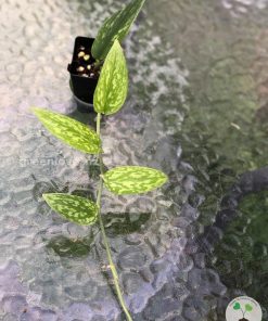 Rare Scindapsus Green Army (narrow)