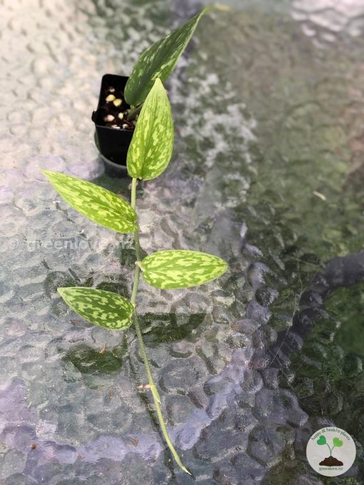 Rare Scindapsus Green Army (narrow)