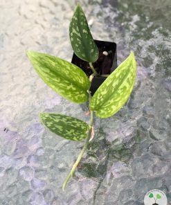 Rare Scindapsus Green Army (narrow)