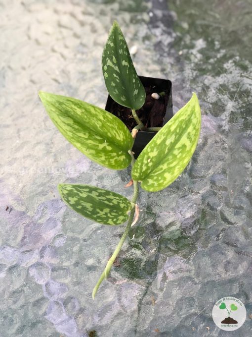 Rare Scindapsus Green Army (narrow)