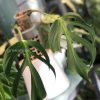 Monstera Burle Marx Flame