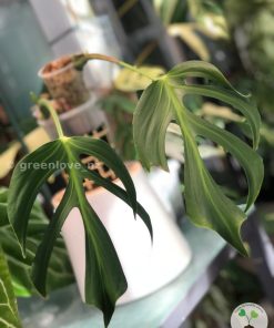 Monstera Burle Marx Flame