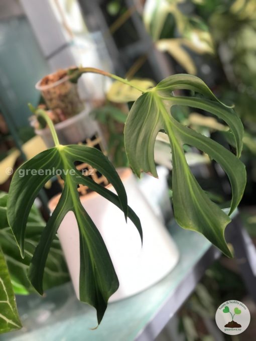 Monstera Burle Marx Flame