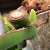 Monstera Burle Marx Flame