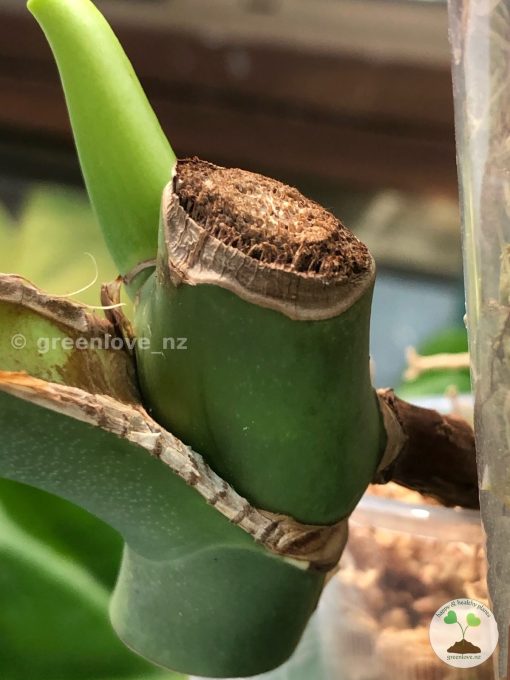 Monstera Burle Marx Flame