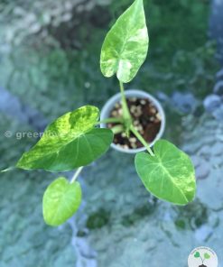 Alocasia Gageana Aurea