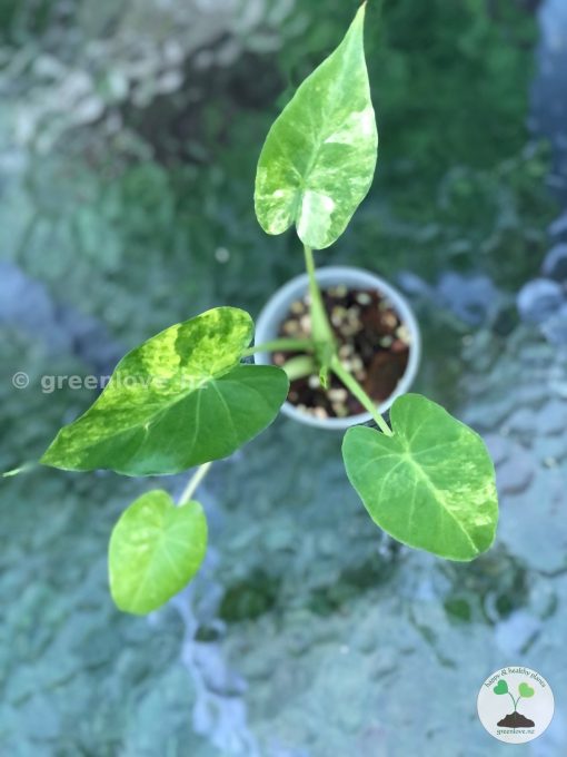 Alocasia Gageana Aurea