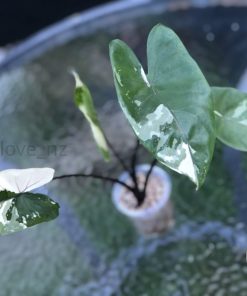 Alocasia Black Stem variegated