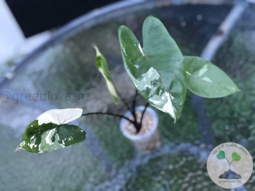 Alocasia Black Stem variegated