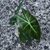 Alocasia Nairobi Night
