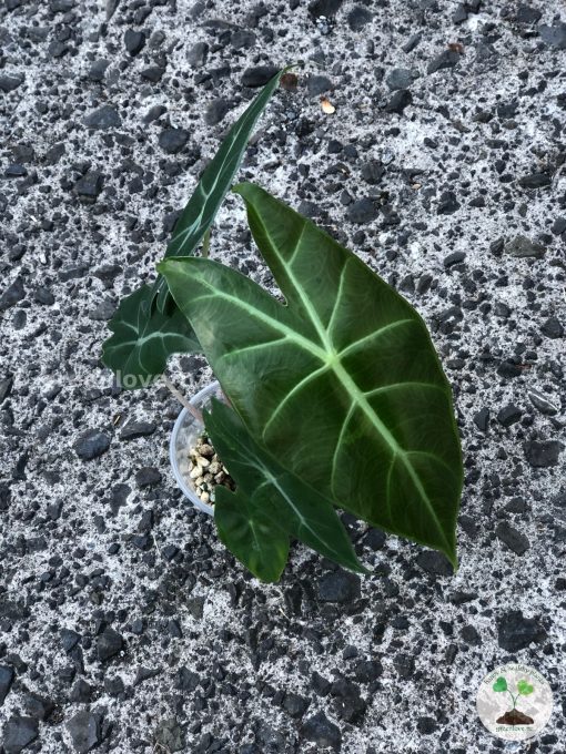 Alocasia Nairobi Night