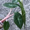 Alocasia Nairobi Night